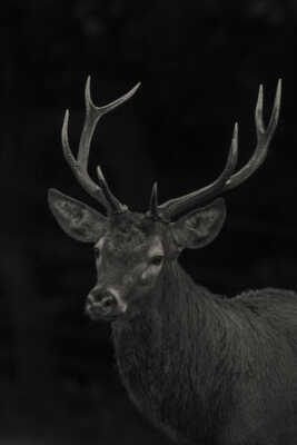 Portrait du cerf baptisé Jean-Claude Dusse