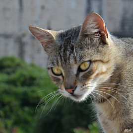 Chat au carré