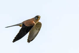 Faucon crécerelle mâle