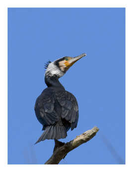 Grand Cormoran au plumage nuptial