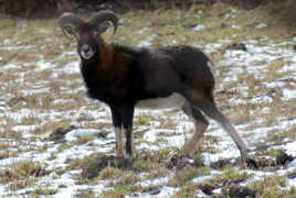 mouflon