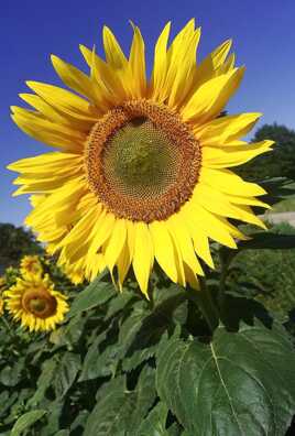 Le roi soleil !!!