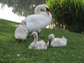 Maman cygne et sa fratrie