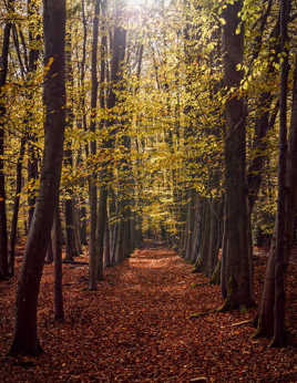 Ton chemin est traçé...