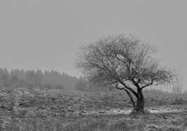 Givre sur le Pariou