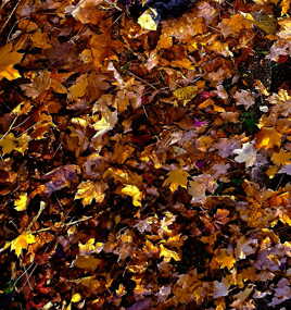 Quand les feuilles s'entremêlent