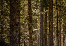 Lumière dans les sapins