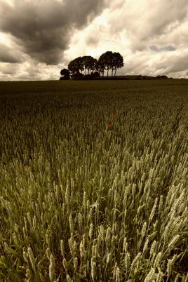 doré comme les blés