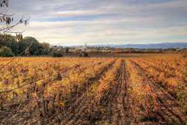 Vignoble d'automne