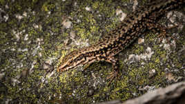 Lézard