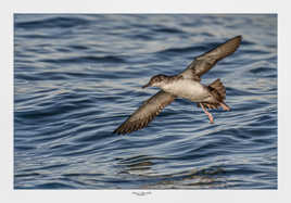 Atterrissage en pleine mer