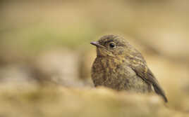 C'est la ouate qu'il préfère