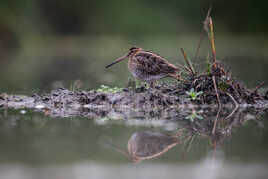 Bécassine sur son île