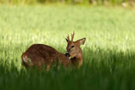 Je m'aime mon dédé