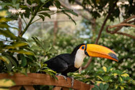 le toucan
