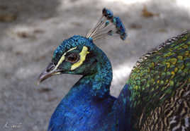 Zoo d'Asson...Pyrénées