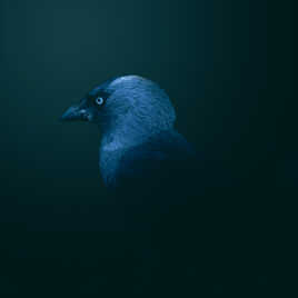 Chouca façon Mankeyfoto