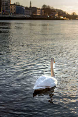 Cygne de vie