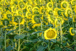 Le tournesol contestataire