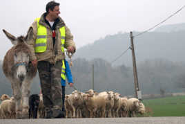 transhumance