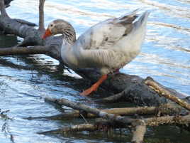 J'y vais ou j'y vais pas ?