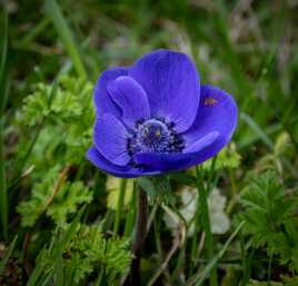 Le printemps bleu