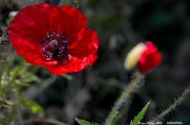 Coquelicot