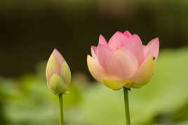 Fleurs de Lotus
