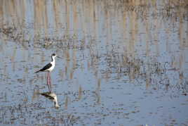 Gracile échasse blanche