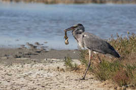 Le héron et l'anguille!...