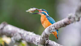 Une perche arc en ciel de moins dans l'étang