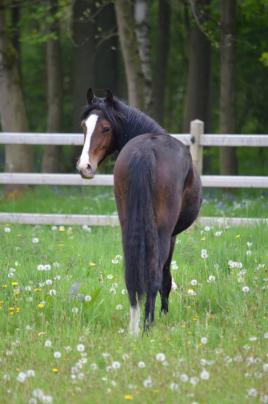 Dior des Hauts Droits