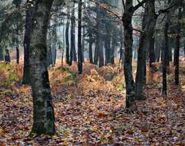 Balade d'automne