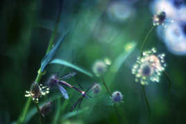 Un goût de printemps