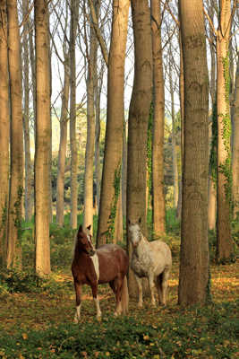 Aux pays des licornes