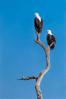 Pygargues vocifères