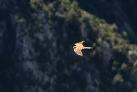 A toute vitesse...Le vol du faucon.