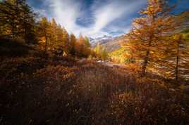 mélézes en Automne