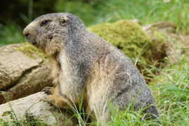 marmotte