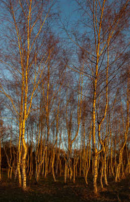 j'ai trouvé des p'tits boulots