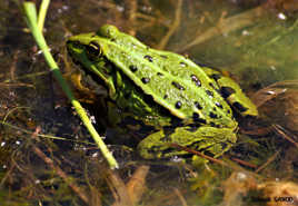 Grenouille Verte