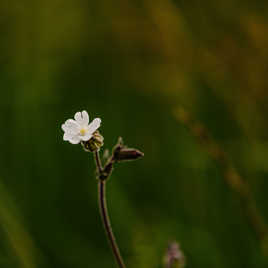 Petite fleur blanche