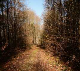 Chemin d'Automne
