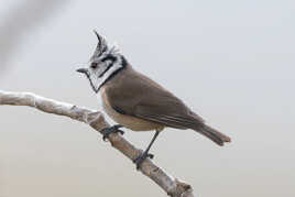 Echevelée ? Mésange huppée