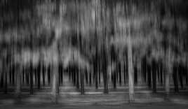 Au bord de la forêt !!!