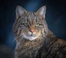 Chat Forestier