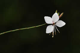 brin de gaura