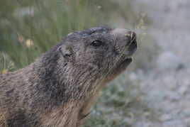 Madame Marmotte