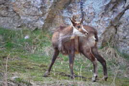 Je suis un véritable remonte-pentes !