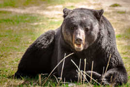 Don't feed the bears